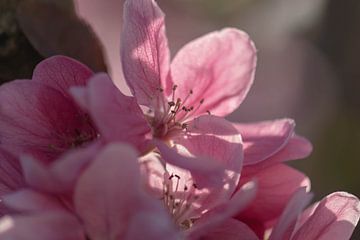 fleur de pommier rose sur Tania Perneel