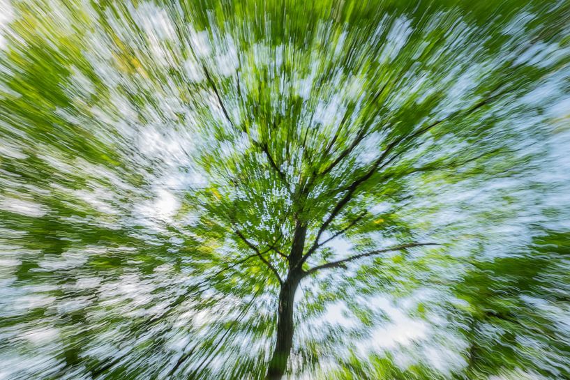 Snelle boom von Karin Tebes