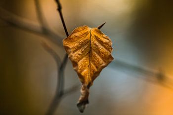 Fond atmosphérique.