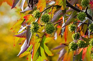 Amerikanischer Amberbaum im Herbst von Frans Blok