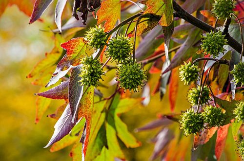 Sweet gum tree in autumn