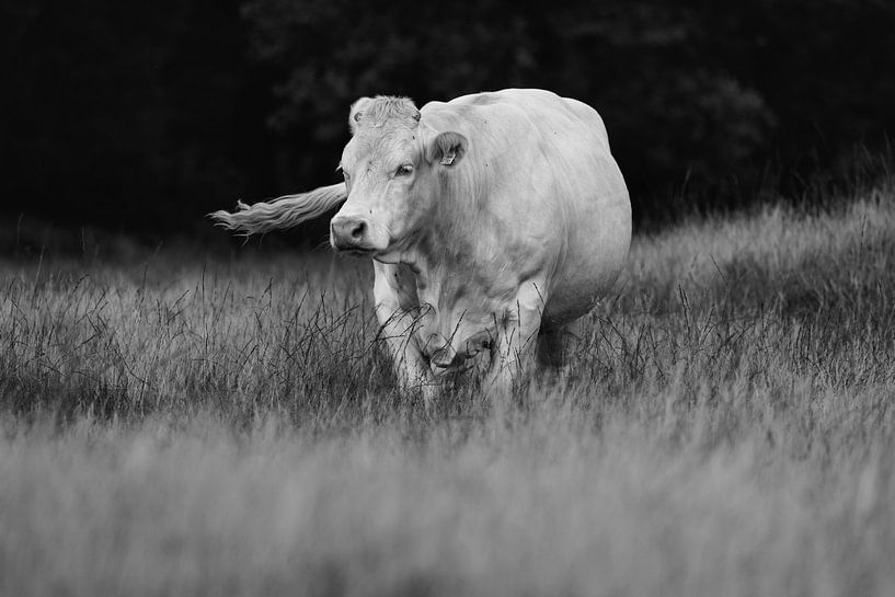 Knappe Koe van MPA ARTS