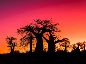 Sunset Afrika van Omega Fotografie