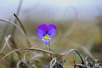 Dune violette dans son environnement.