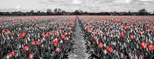 Tulpen 2015 - 004
