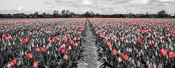 Tulips 2015 - 004 von Alex Hiemstra