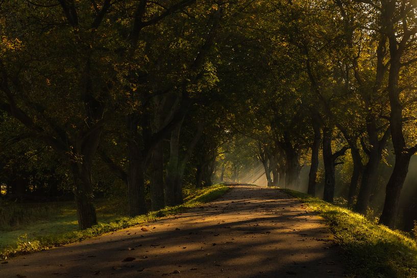 Misty morning, Marienwaerdt by Nynke Altenburg