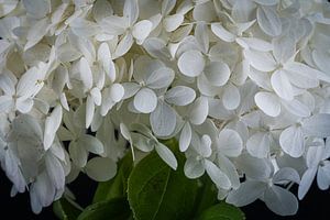 Blüten