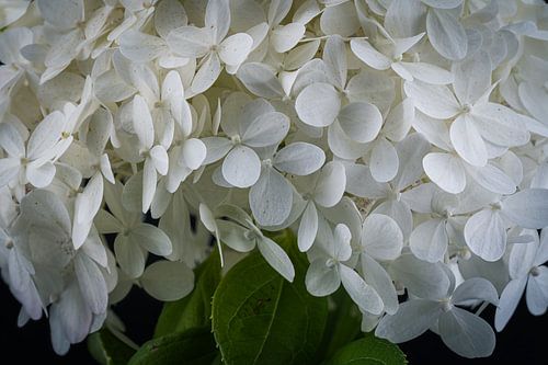 Hortensia sur Ralf Hickmann