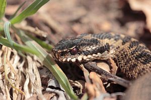 Adder van Ronald Wilfred Jansen