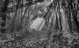 Lichtstralen by Kees Gruijters