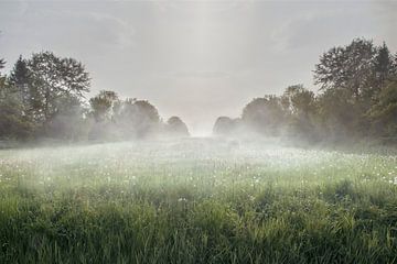 A foggy field van Elianne van Turennout