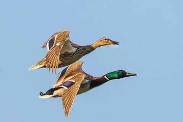pair of ducks in flight