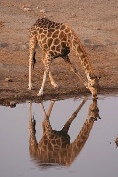 Giraffe van Jan-Willem Mantel