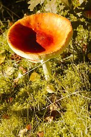 Paddestoel by Marcel Boelens