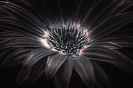 Dark flower van Joost Lagerweij thumbnail
