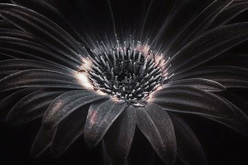 Dark flower van Joost Lagerweij