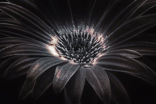 Dark flower