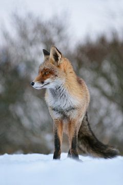wachtend... Rode vos *Vulpes vulpes*, vos in de sneeuw