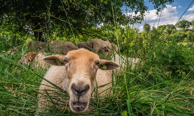 Lustige Schafe von Hennie Zeij