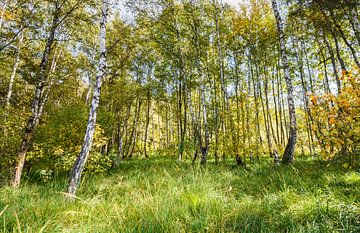 Beginning of autumn in birch forest by Ursula Reins