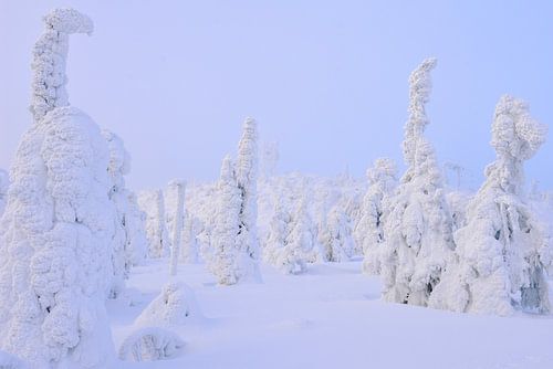 besneeuwde bomen Lapland | reisfotografie print | Lapland