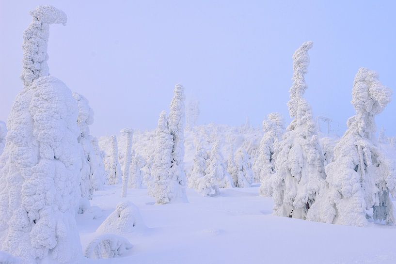 snowy trees Lapland | travel photography print | Lapland by Kimberley Jekel