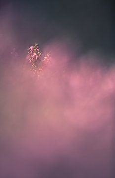 La lande de neige sur Anneliese Grünwald-Märkl