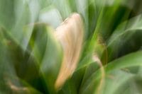 Träumereien in der Natur