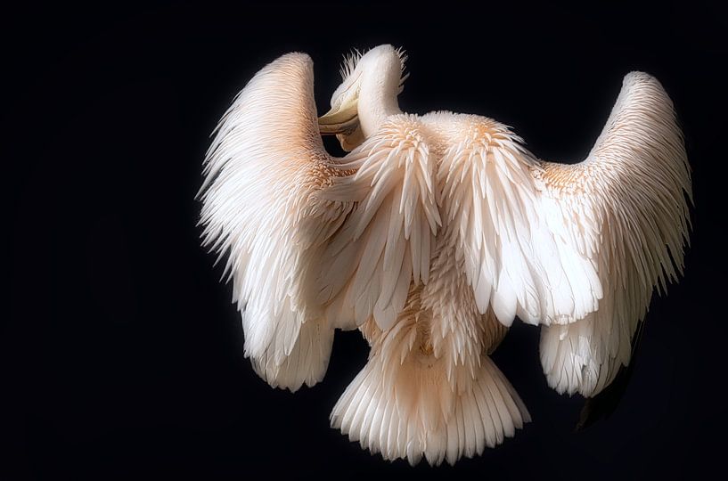 Pelican by Bert Seinstra