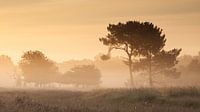 Foggy sunrise by Art Wittingen thumbnail