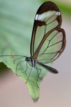 Glas vlinder van Arnold van Leeuwen