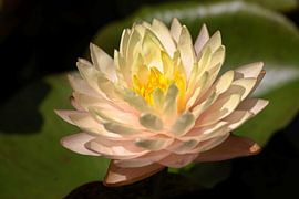 Nénuphar sur Bernhard Kaiser