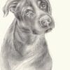 Zeus 2. portrait de chien, dessin au crayon sur Heidemuellerin