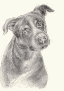 Zeus 2e hondenportret, potloodtekening van Heidemuellerin