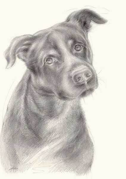 Zeus 2. portrait de chien, dessin au crayon par Heidemuellerin