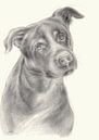 Zeus 2. portrait de chien, dessin au crayon par Heidemuellerin Aperçu