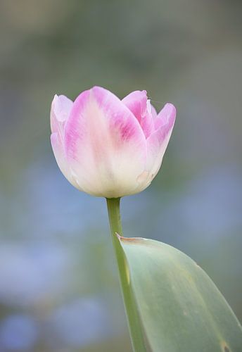 tulp