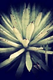 Cactus sur Marieke Bakker