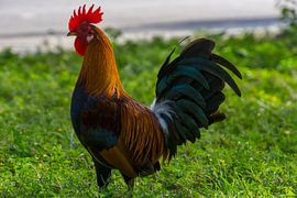 USA, Florida, Colorful proud cock standing on a meadow in the sun by adventure-photos