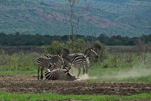Zebra's in Akagera National Park, Rwanda von paul snijders