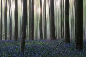 Le rêve de Hallerbos