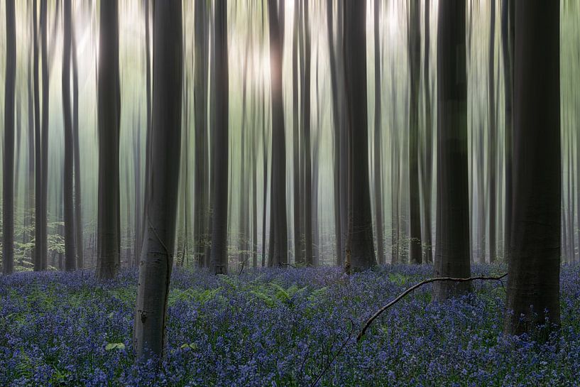 Hallerbos dream van Liliane Jaspers