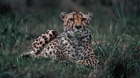 Cheetah