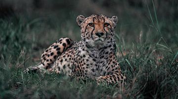 Cheetah by Awid Safaei