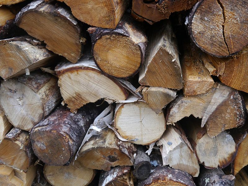 Morning wood. van Isis van Noort