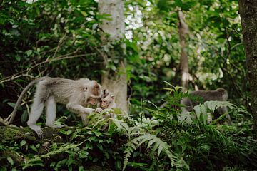 Betoverend Bali: Een Jungleaflevering met Moeder en Baby-Aapje van Sharon Kastelijns