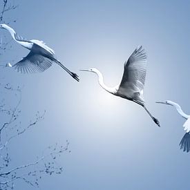 De grote Zilverreiger van Foto Studio Labie