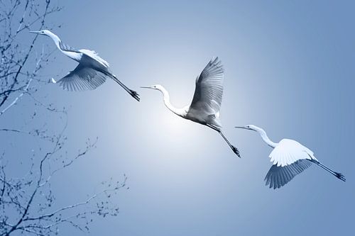 De grote Zilverreiger van Foto Studio Labie