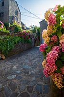 nauwe steeg met bloemen